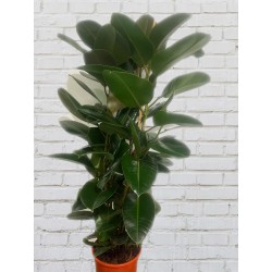 Ficus Robusta Verde