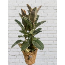 Ficus Robusta Tineke +...