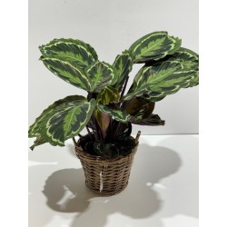 Calathea Medallón