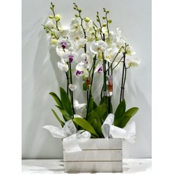 Familia 4 Orquídeas blancas