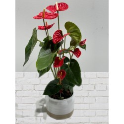 Anthurium+ macetero premium