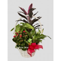Cesta plantas live