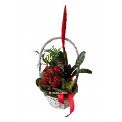 Cesta plantas Baturra