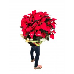 Planta Navidad Super
