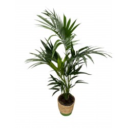 Kentia palmera