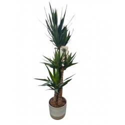 Yucca con macetero