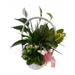 Cesta plantas ternura