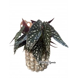 Original Planta Purificadora