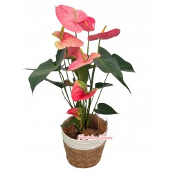 Anthurium rosa