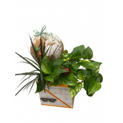 Caja plantas Live