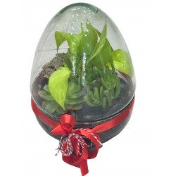 Terrario plantas