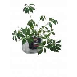 Planta Scheflera