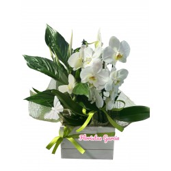 Caja Plantas Party