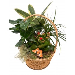 Cesta Plantas Sonrisas