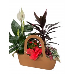 Cesta plantas alegria