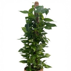 Potho,planta purificadora