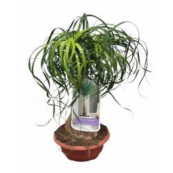 Beucarnia