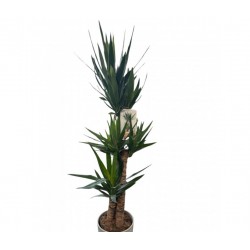 Yucca tronco