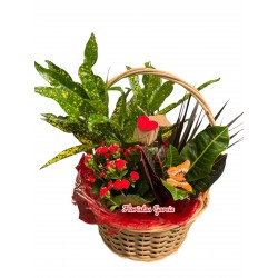 Cesta plantas sueños
