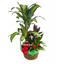 Cesta plantas love