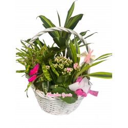 Cesta Universo Floral