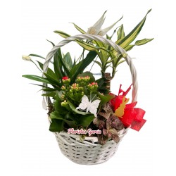 Centro plantas Summmer