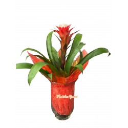 Guzmania Hope