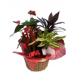 Cesta Plantas happy