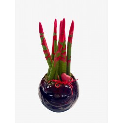 Cactus +macetero