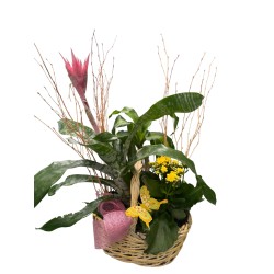 Cesta plantas romántica
