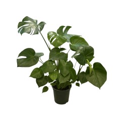 Monstera