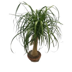 Beucarnia