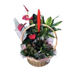 Cesta Plantas Sonrisas