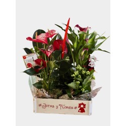 Caja plantas Jotas y Flores