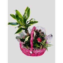 Cesta Primavera Plantas