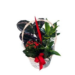 Cesta plantas romántica