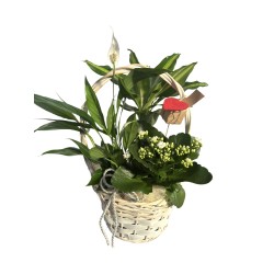 Cesta plantas ternura