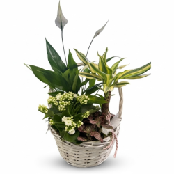 Centro plantas Summmer