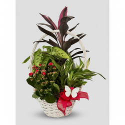 Cesta plantas live