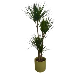 Dracena Marginata +...