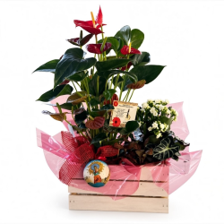 Caja plantas Jotas y Flores