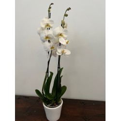 Orquidea Phalenopsis Blanca